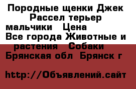 Породные щенки Джек Рассел терьер-мальчики › Цена ­ 40 000 - Все города Животные и растения » Собаки   . Брянская обл.,Брянск г.